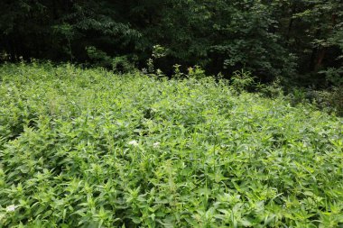 Polonya 'daki Beskids dağlarındaki bir ormandaki eski bir aşırı döllenmiş çayırda ortak ısırgan otu tarlası..