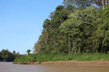 Malezya 'nın kuzeydoğusundaki Sandakan Tümenindeki Kinabatangan Nehri' nde yağmur ormanı. Borneo 'da Doğa rezervi.