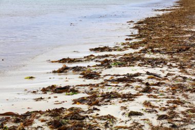 Roundstone 'daki Gurteen Sahili' nde karaya vurmuş su yosunu. İrlanda 'da Connemara Sahili.