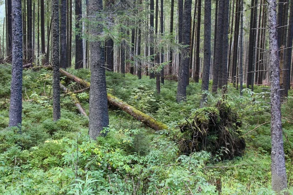 Bosque en Tatry —  Fotos de Stock