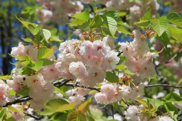 Yoshino cherry blossom — Stock Photo, Image