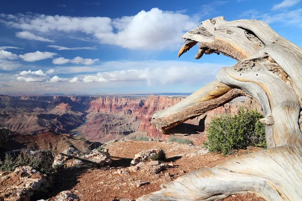 Navajo punkt, Grand Canyon — Zdjęcie stockowe