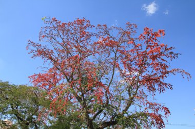 Royal Poinciana - çiçek açan ağaç