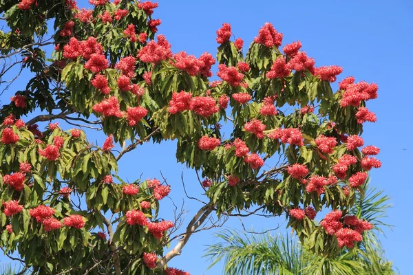 Червоний Квітнуче дерево — стокове фото