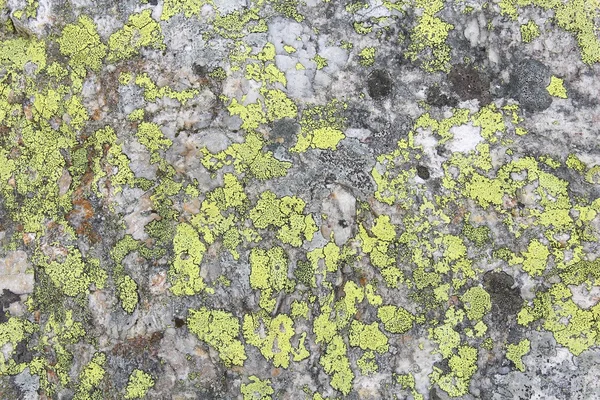 Map lichen Norway — 스톡 사진