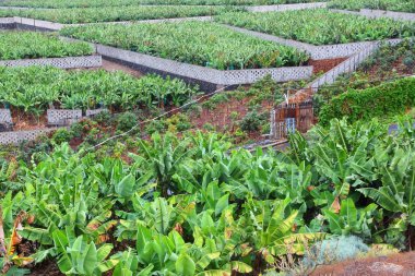 Muz plantasyon Tenerife