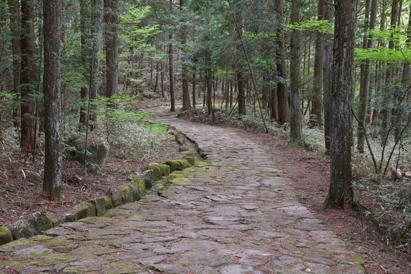 Japan forest in Nakasendo — Stock Photo, Image