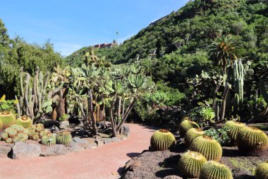 Jardin Canario in Gran Canaria clipart