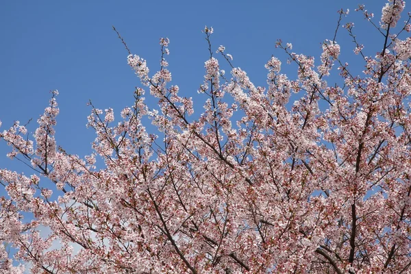 Japan cherry blossom — Stock Photo, Image