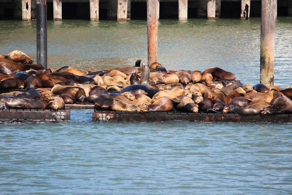 サンフランシスコの海のライオンズ — ストック写真