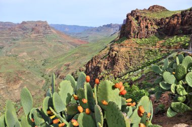 Gran Canaria doğa