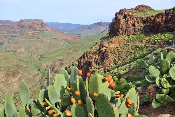 Gran Canaria naturaleza — Foto de Stock
