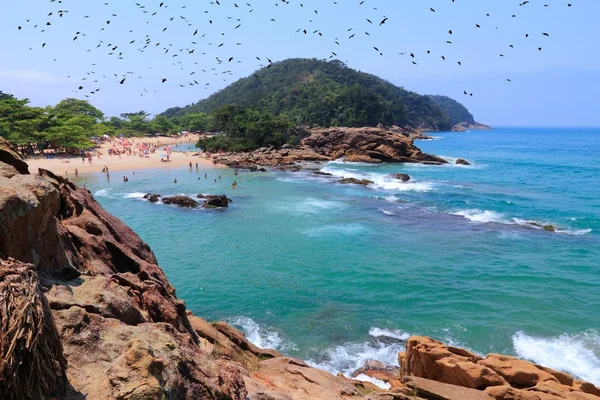 Costa de Brasil con aves — Foto de Stock