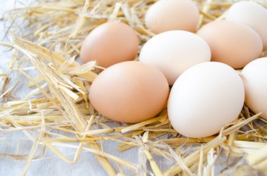 bir saman üzerinde taze organik yumurta