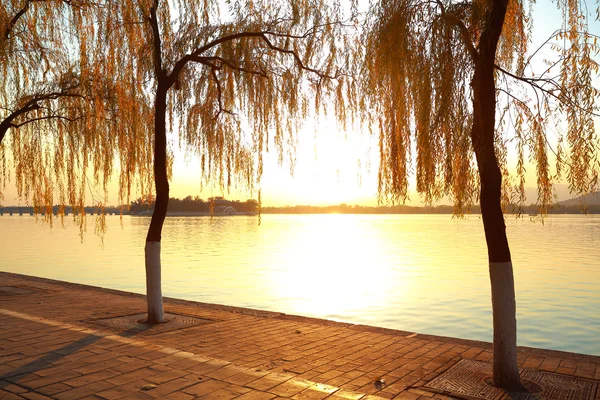 Golden sunset lake shines of the woods in the autumn season