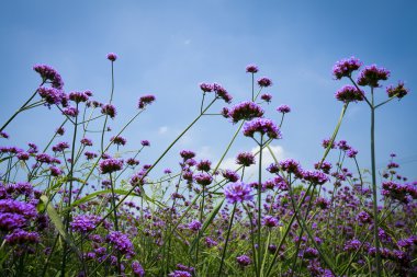 Lavanta çiçekleri mor 
