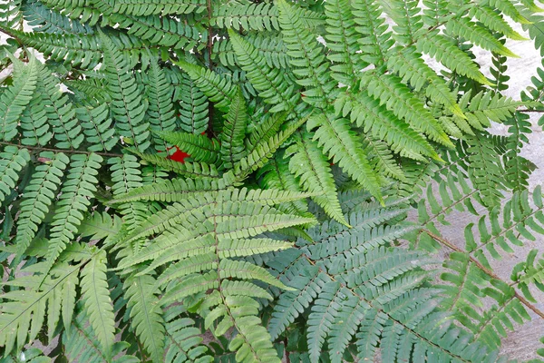 Verzamelde blad fern van close-up — Stockfoto