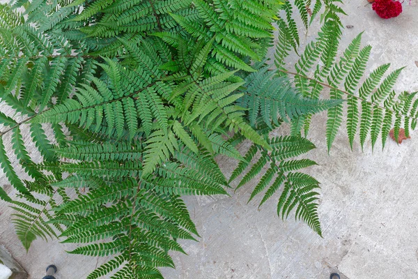 Verzamelde blad fern van close-up — Stockfoto