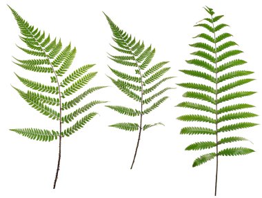 Collected Leaf fern isolated on white background clipart