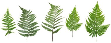 Beyaz arka plan üzerinde izole toplanan yaprak eğreltiotu