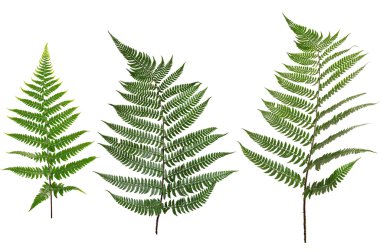 Collected Leaf fern isolated on white background clipart
