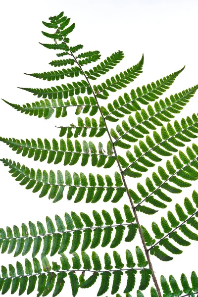 Leaf fern isolated on white background — Stock Photo, Image