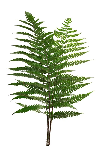  Beyaz arkaplanda yaprak eğreltiotu izole