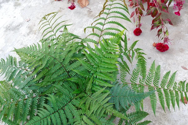 Verzamelde blad fern van close-up — Stockfoto