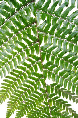  Beyaz arkaplanda yaprak eğreltiotu izole