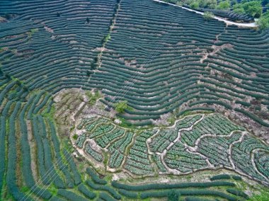 Üstünde tepe-in dağ çay bahçesi peyzaj hava fotoğrafçılığı