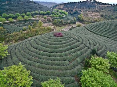 Üstünde tepe-in dağ çay bahçesi peyzaj hava fotoğrafçılığı