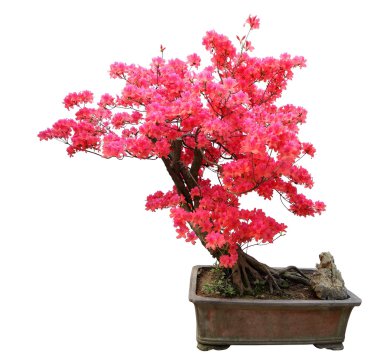 Beyaz arka plan üzerinde izole kırmızı açelya bonsai 