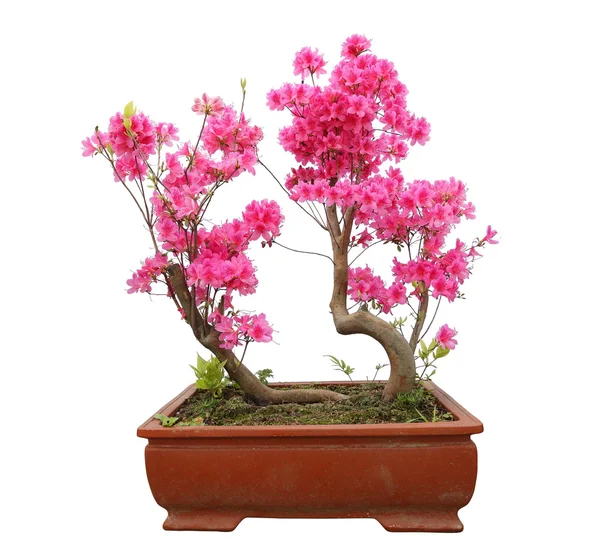 Azalea bonsai roja aislada sobre fondo blanco —  Fotos de Stock