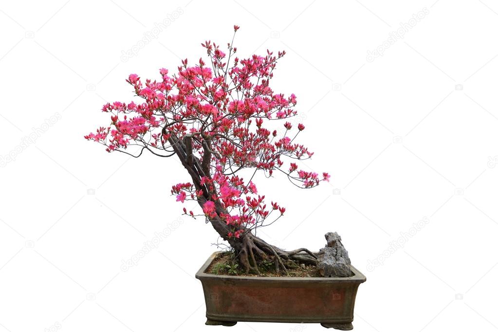 Red azalea bonsai isolated on white background 
