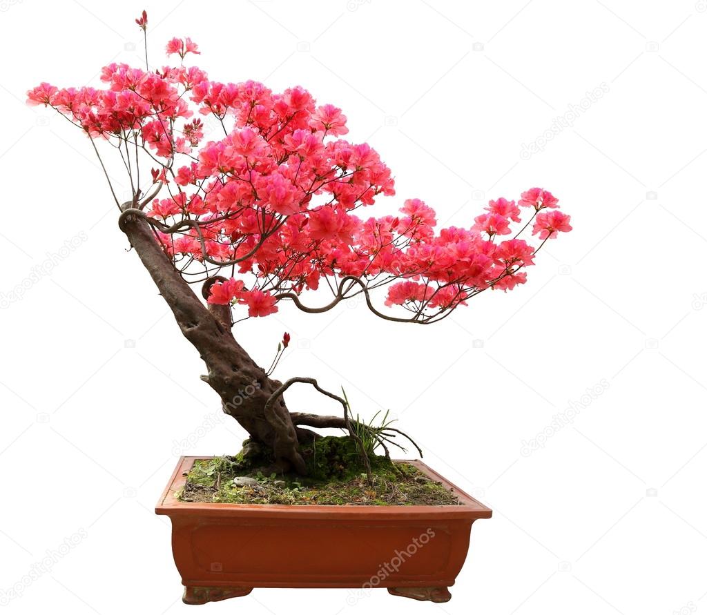 Red azalea bonsai isolated on white background 