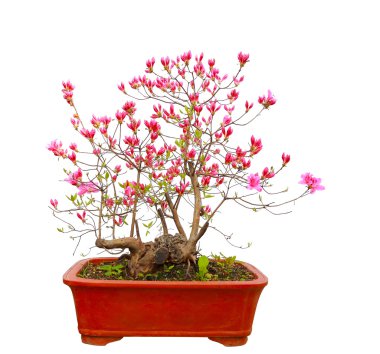 Kırmızı açelya bonsai