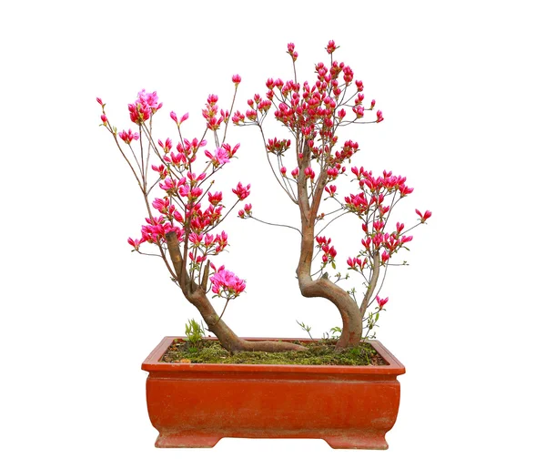 Bonsai di azalea rossa — Foto Stock