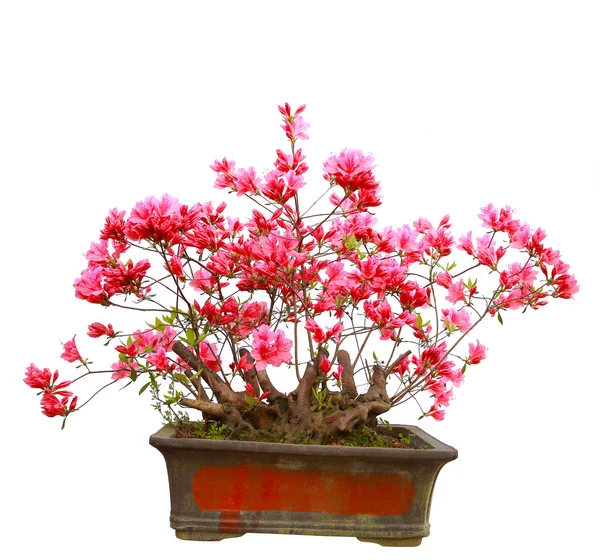 Red azalea bonsai — Stock Photo, Image