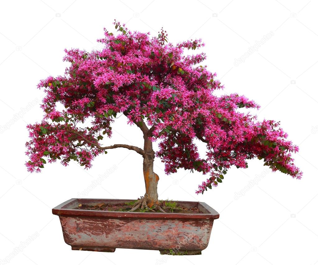 Red camwood bonsai