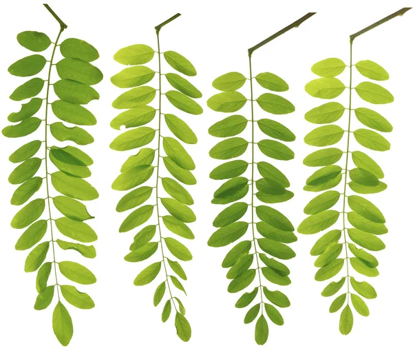 Leguminosas recogidas ramita hojas macro aislado en blanco backgr Imágenes De Stock Sin Royalties Gratis