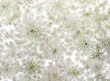 Beyaz arka plan üzerinde yabani Havuç çiçek