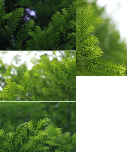 Oorspronkelijke grootte van de verzamelde water ceder bladeren van macro — Stockfoto