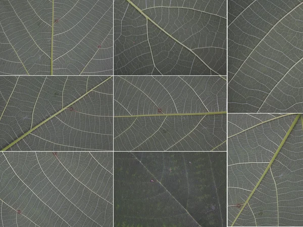 수집 된 잎 매크로 텍스처의 원래 크기 나 배경 — 스톡 사진