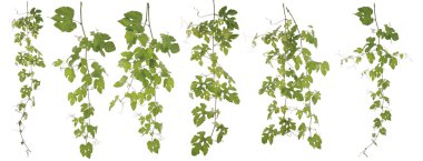 Toplanan Rubus Ampelopsis humulifolia beyaz bac izole Bge