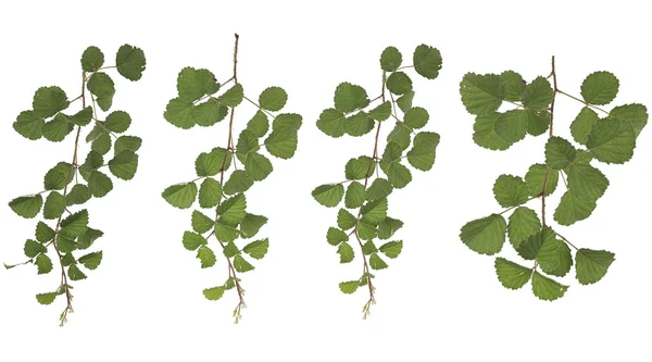 Verzamelde Rubus parvifolius L.isolated op witte achtergrond — Stockfoto