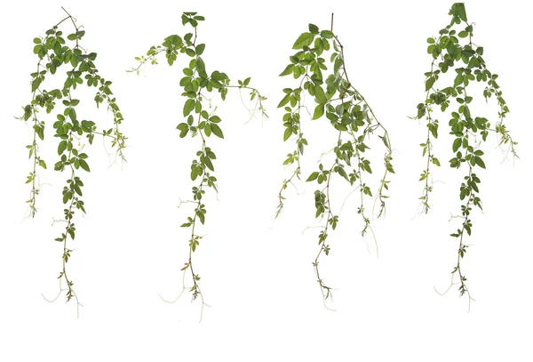 Beyaz arka plan üzerinde toplanan Cayratia Japonica izole