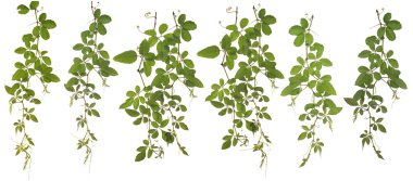 Beyaz arka plan üzerinde toplanan Cayratia Japonica izole