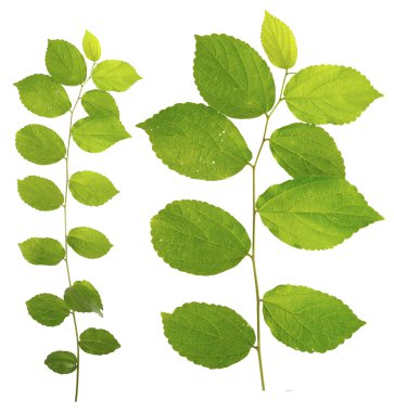 Beyaz arka plan üzerinde izole Celtis sinensis ağaç dal