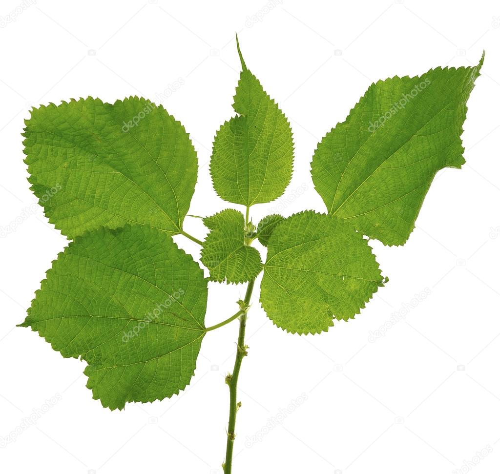 Broussonetia papyrifera tree leaf isolated on white background
