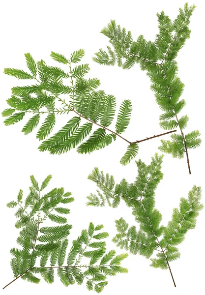 Recogido Dawn Redwood ramita hojas de macro aislado en blanco ba —  Fotos de Stock